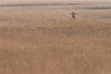 Bellowing red deer stag in high yellow grass backlit by sunlight.