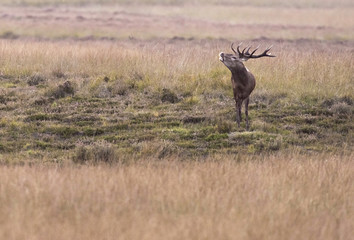 Bellowing red deer stag in field with high yellow grass.