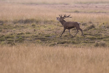 Bellowing red deer stag running in field.