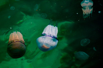 Obraz na płótnie Canvas Crimean jellyfish