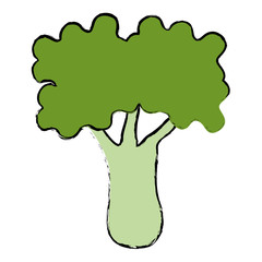 broccoli fresh vegetable icon