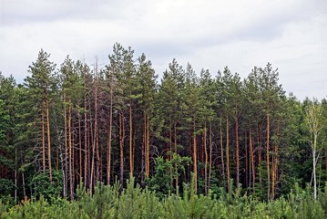 Зелёные сосновые деревья на опушке леса на фоне облаков