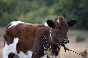 Корова, Бычок
