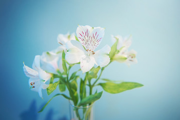 Beautiful white flower in glass vase on blue background. Festive greeting card
