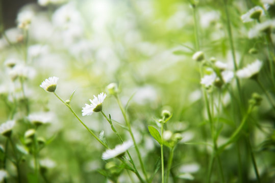 White cutter flower in the natural garden with natural green background