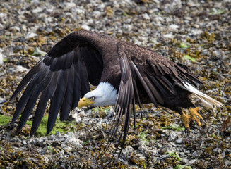 Bald Eagle - 0658