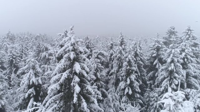AERIAL CLOSE UP Flying over white spruce treetops covered in fresh snow on foggy winter day. Misty conifer forest after snowing in cold depressing winter. Mystical snowy winter forest wrapped in fog