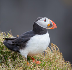 Atlantic Puffin - 1839