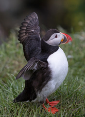 Atlantic Puffin - 2943