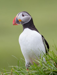 Atlantic Puffin - 3018