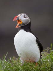 Atlantic Puffin - 3062