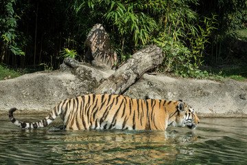 Fototapeta na wymiar A tiger walks immersed in the water of a pond