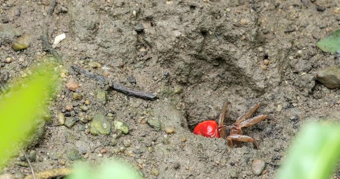 Fiddler crab close up