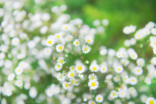 White cutter flower in the natural garden with natural green background