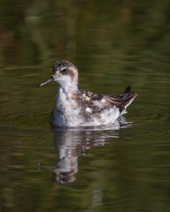 Fototapeta premium Red-necked Phalarope - 0029