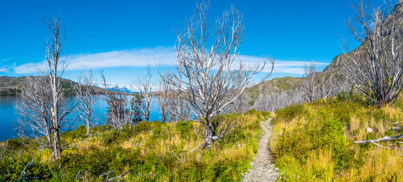 Forest in Torres del Paine National Park in Autumn, Patagonia, Chile