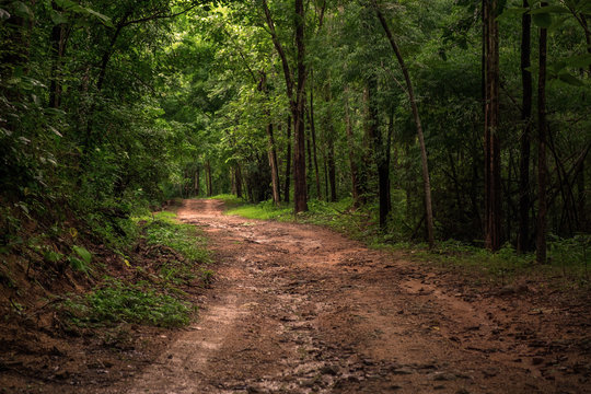 Fototapeta Dirt and Mud road terrain into the forest after rainny day.