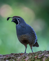 California Quail - 3435