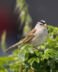 White-crowned Sparrow - 3824