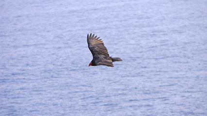 aves