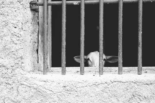 Goat behind bars