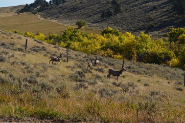 Fototapeta na wymiar Wyoming Mule Deer 3