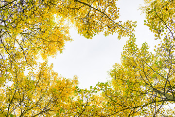 Aspen trees with golden yellow leaves