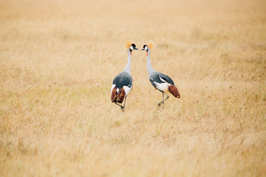 pair of grey crowned cranes in grass