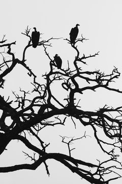 vultures in dead tree