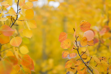 Aspen trees with golden yellow leaves