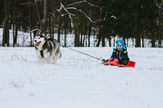 toddler riding a bobsleigh pulled by a husky 