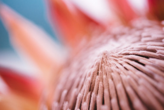 Macro of a pink protea flower 