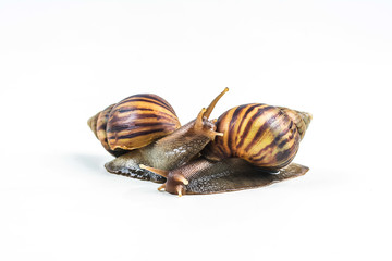 snails on white background  ,Can convey the love of young people or competition