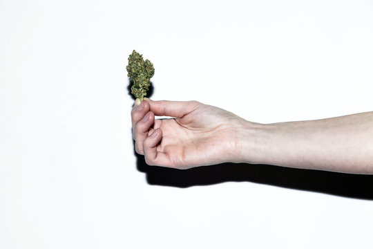 Handheld Cannabis Bud Snapshot