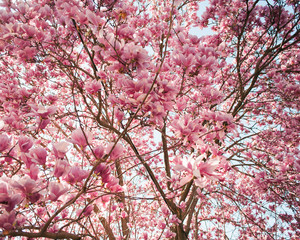 Tree in bloom with pink blossoms