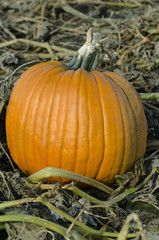 close up pumpkin