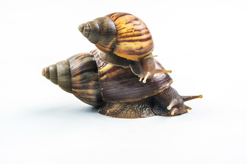 snails on white background  ,Can convey the love of family or Love between mother and child
