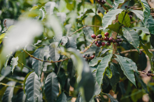 Coffee Plants