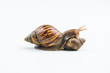 snails on white background  ,Can convey the love of family or Love between mother and child