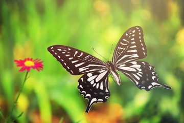 Butterfly.