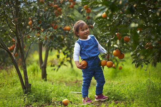 one lovely little girl in the orange farm