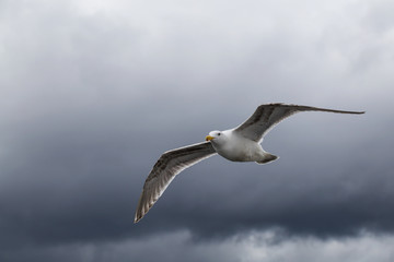 Obraz premium Seagull flying in the air with cloudy sky in the background.