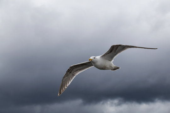 Seagull flying in the air with cloudy sky in the background.