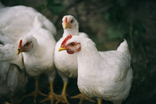 Chickens in organic farm