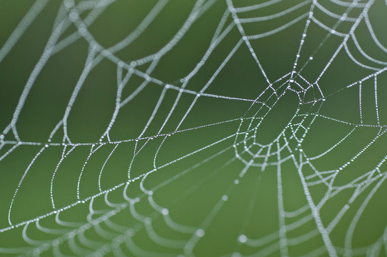 Spider web