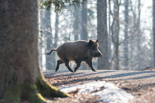 Wild Boar