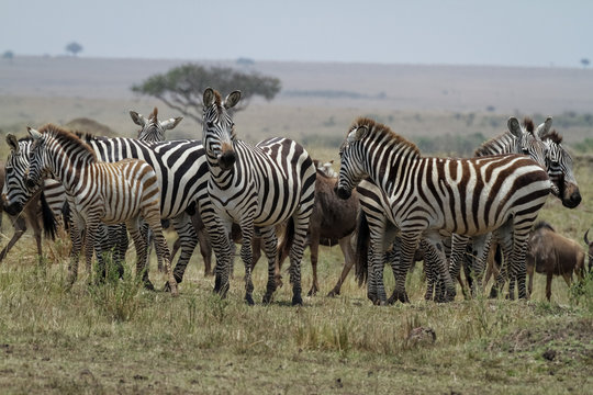 Herd of zebras