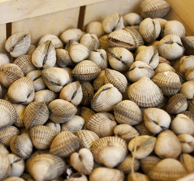 Clams