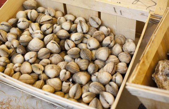 Clams