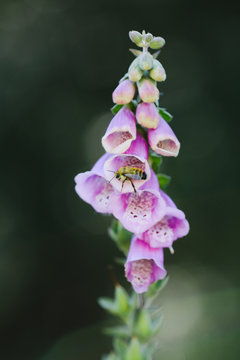 bee on foxglove flower